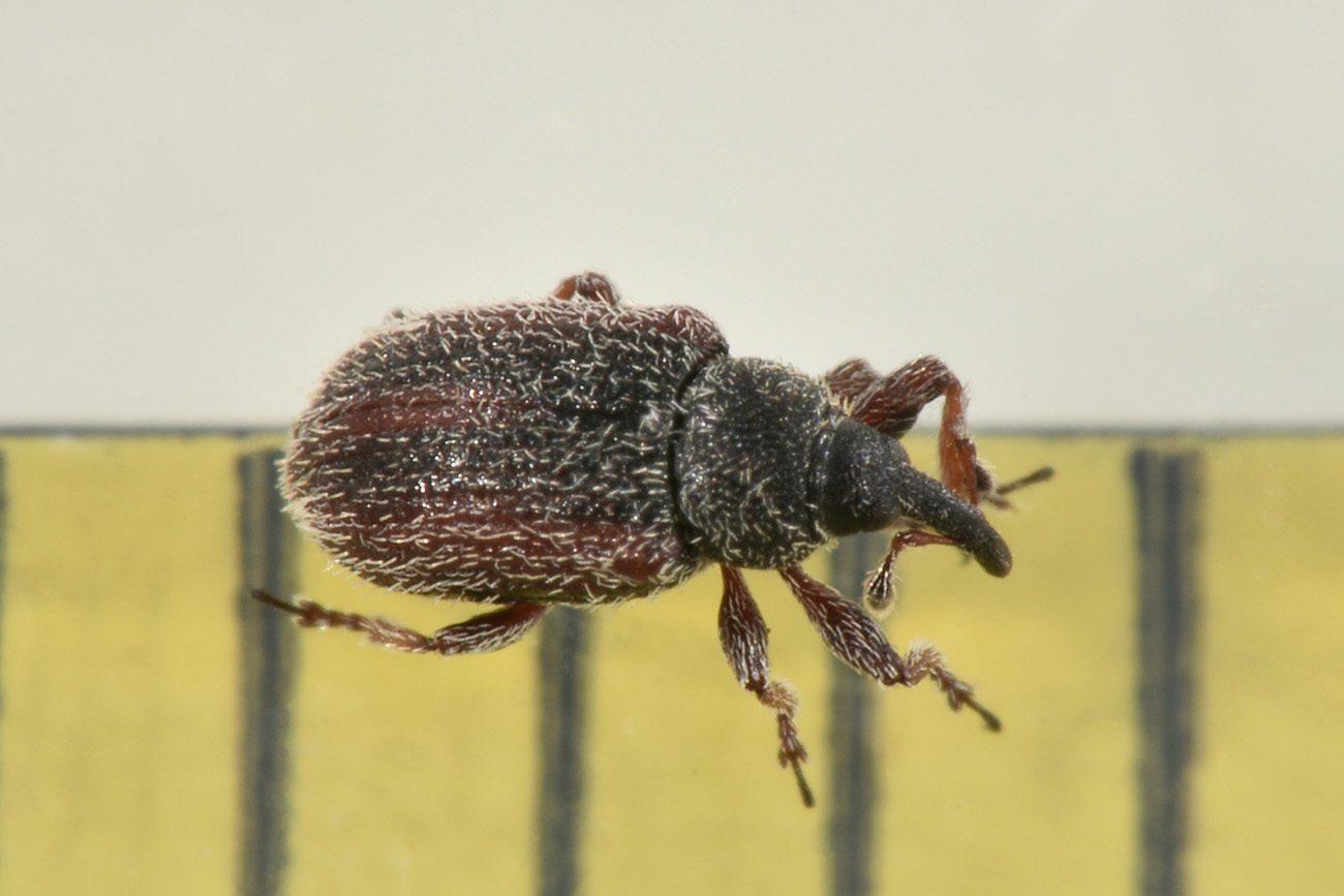 Gymnetron sp?   Sì,  Gymnetron rostellum